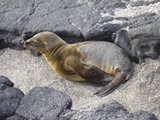 CAecuadorpupsealion