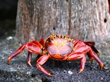 Sally lightfoot crab