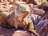 Land iguana