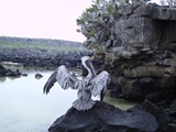 Pelican