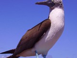 Blue footed booby