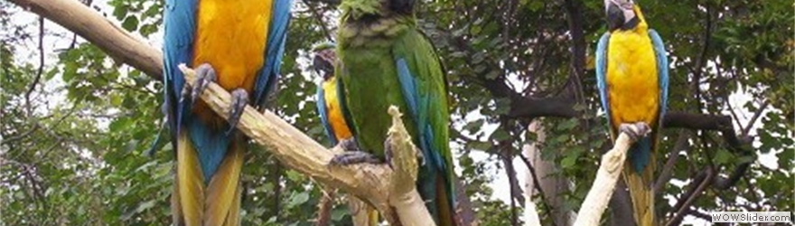 CAecuadorMacaws