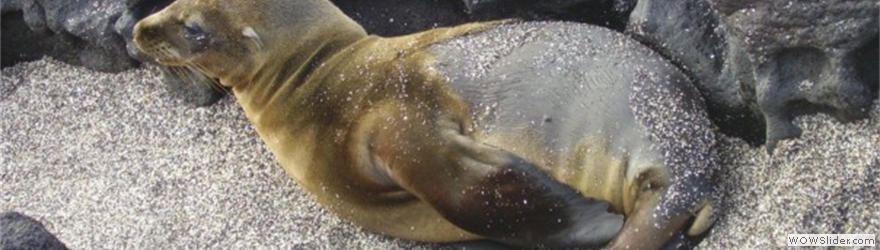 CAecuadorpupsealion