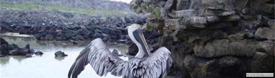 Pelican