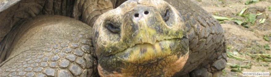 turtle face