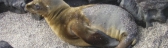 CAecuadorpupsealion